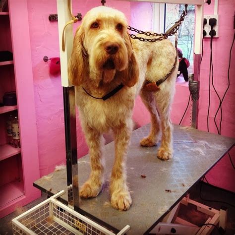 Alpoochino Dog Grooming: The Italian Spinone - Hand Strip