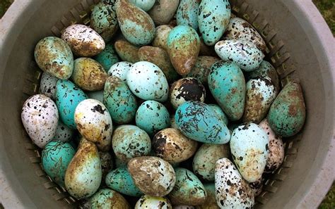 Bird Egg Colors Are Influenced by Local Climate - Scientific American