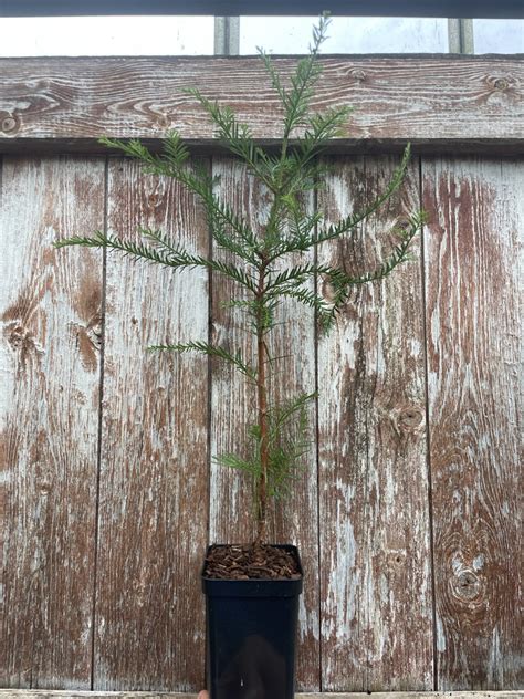 Coast Redwood Tree 40/60cm (P9T) World's Tallest Species | Redwood Trees