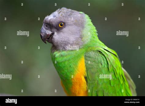 Senegal wildlife hi-res stock photography and images - Alamy