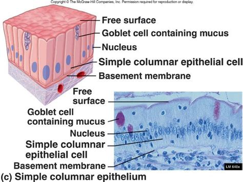 Simple Columnar Epithelium Labeled Diagram | Images and Photos finder