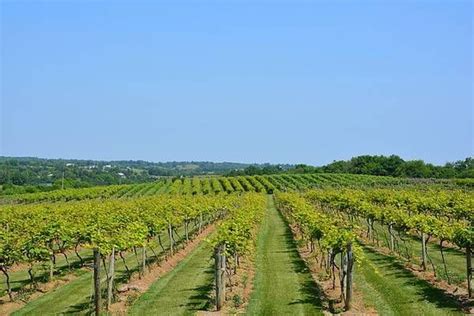 rows of trees in the middle of a field