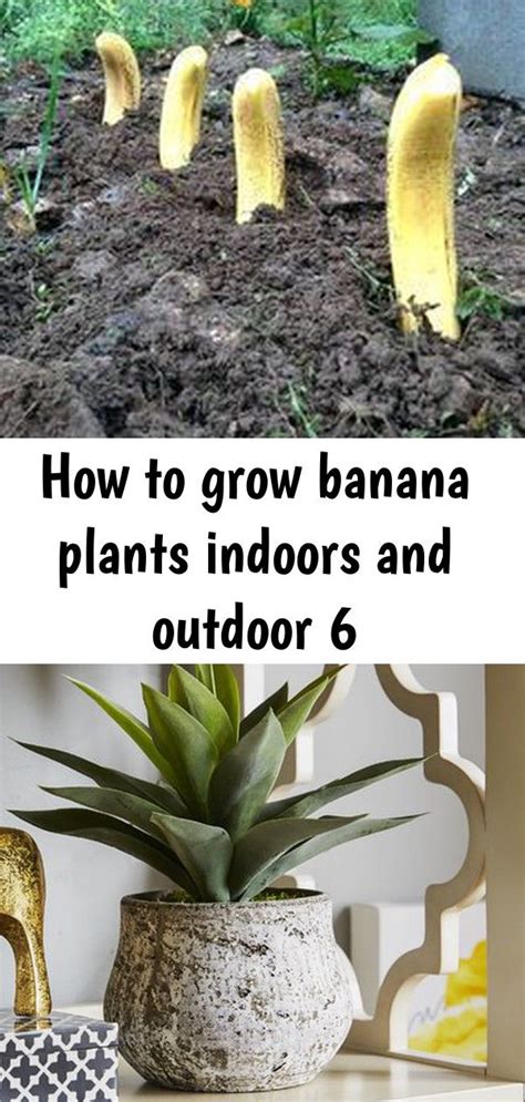 How to grow banana plants indoors and outdoor 6 | How to grow bananas, Banana plants, Banana ...