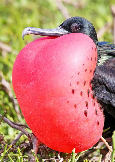 15 Facts About Magnificent Frigatebirds in the Galapagos | Latin Roots Travel