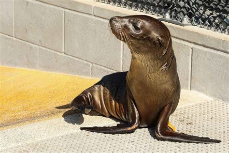 How the Marine Mammal Center Highlights the Importance of Ocean Conservation - Marin Living Magazine