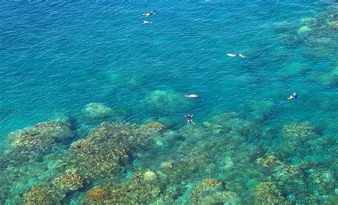 Snorkeling Honolua Bay - Worth The Drive, Hike And Long Swim