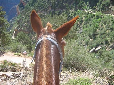 Phantom Ranch Mule Ride Gallery | Hit the Trail at Grand Canyon