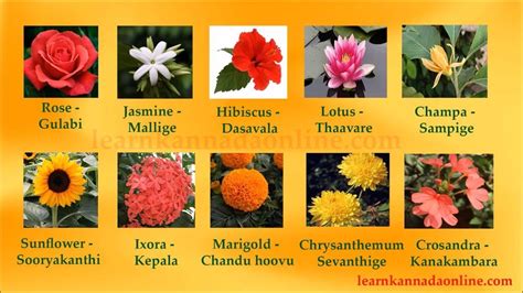 Flower name and bengali meaning | Flower