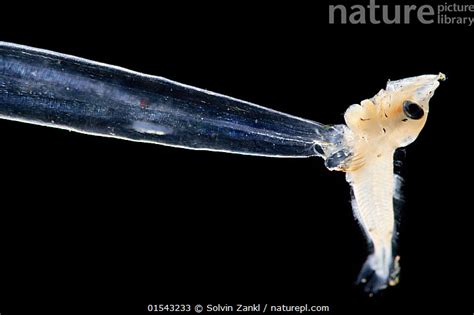 Stock photo of Arrow worm (Chaetognatha) eating a fish, deep sea species from Atlantic ...