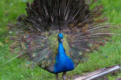 Indian peafowl stock image. Image of vibrant, closeup - 74750833