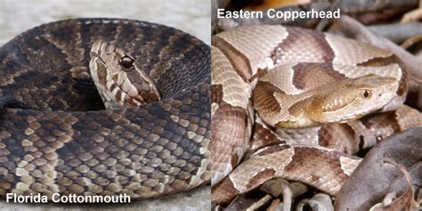 Juvenile Copperhead Snake Identification