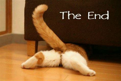 The end | Funny dog photos, Funny dogs, Funny animal pictures