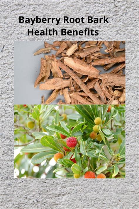 Bayberry Root Bark: Health Benefits and Uses in 2022 | Bayberry candles ...