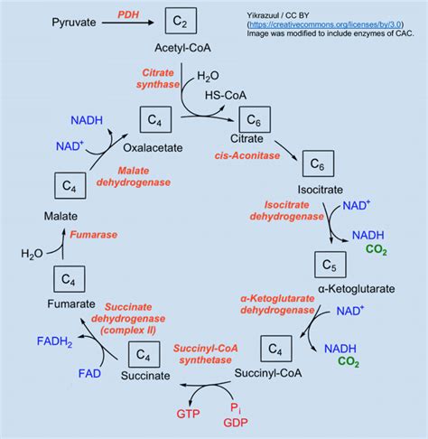 MCAT Citric Acid Cycle - Magoosh MCAT Blog