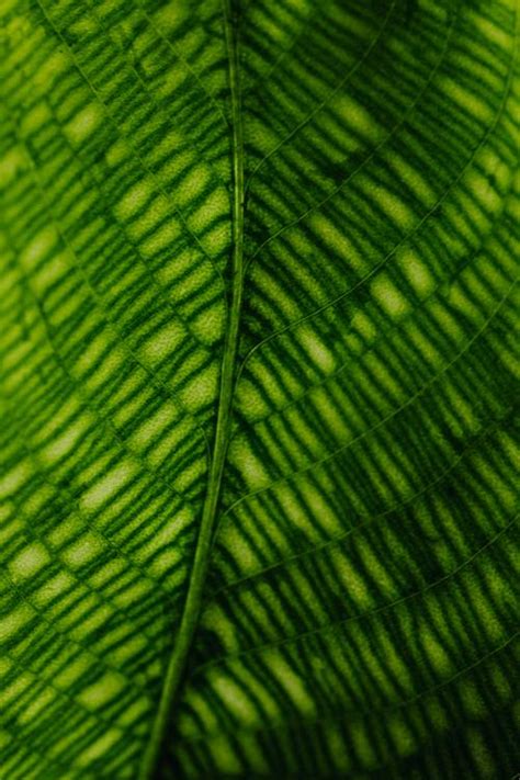 Macro Photography of a Leaf · Free Stock Photo