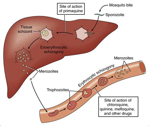 Antiparasitic Drugs | Basicmedical Key