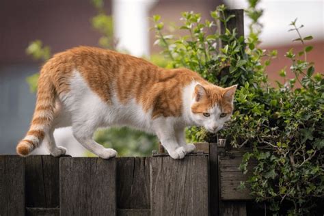 36,427 Cat On Fence Royalty-Free Photos and Stock Images | Shutterstock