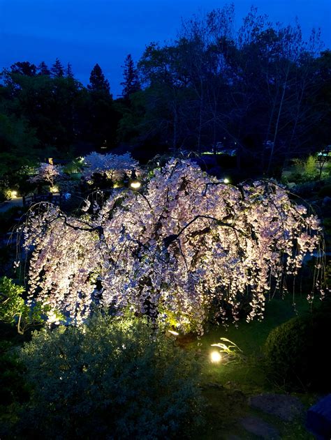 Cherishing the Cheerful Cherry Blossoms of Hakone – NBC 7 San Diego