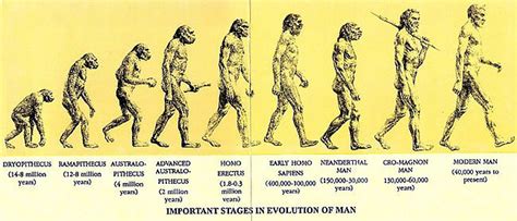 how did human evolution occur - Brainly.in