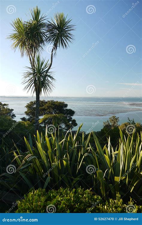 New Zealand: Garden Native Plants Sea View Stock Photo - Image of tree ...