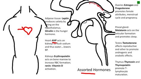 ANP hormone and effects - YouTube