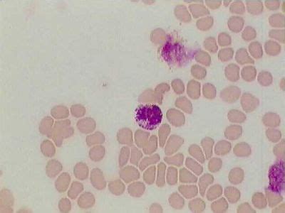 Blood Histology - Basophil - histology slide