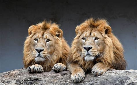 Asiatic lion, Indian lion, Persian lion | DinoAnimals.com