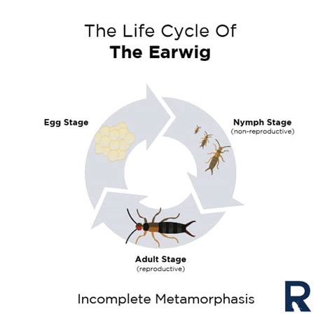 The Earwig - Reliant Pest Management