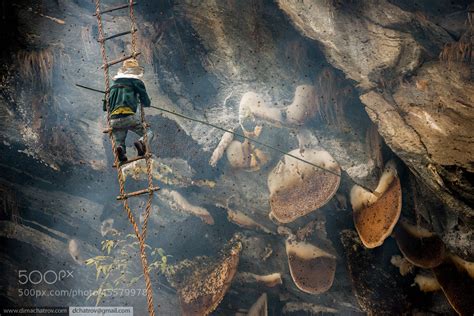 Honey Hunter at work by Dima Chatrov / 500px