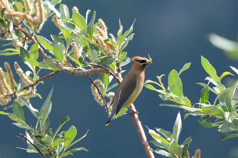 Cedar waxwing | One of a small flock of cedar waxwings that … | Flickr