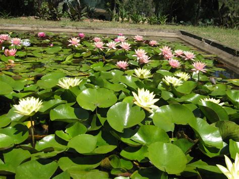 Growing Water Lilies & Water Plants – Wallis Creek Watergarden