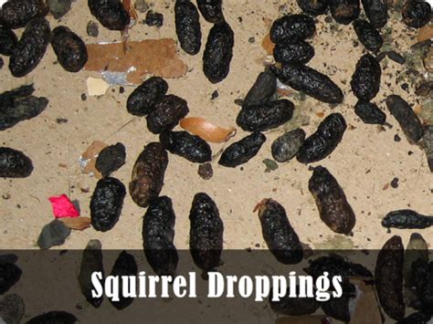 squirrel_droppings - Midcoast Wildlife Specialists