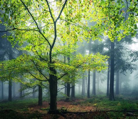 *🇩🇪 Thuringian Forest (Germany) by Heiko Gerlicher (@heikogerlicher) on Instagram 🌲