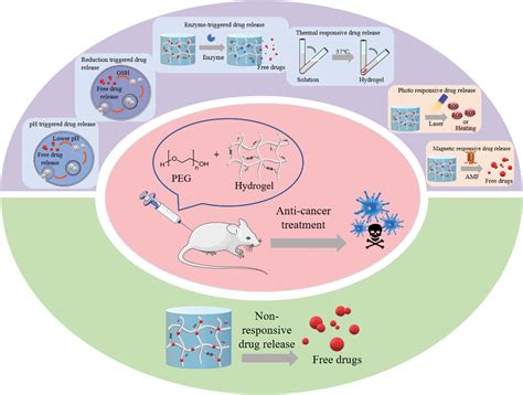 Poly Ethylene Glycol (PEG)‐Based Hydrogels for Drug Delivery in Cancer ...