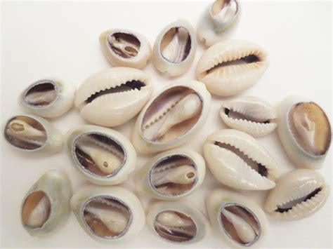 - Cowrie Shell, Tumbled and Polished #TP-COS