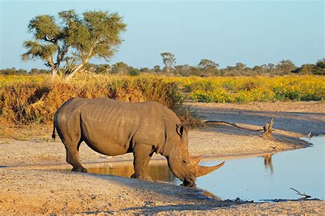 Where Do Rhinos Live? - WorldAtlas