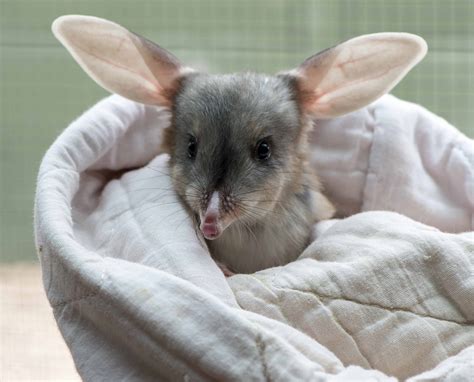 Meet Tinka the Greater Bilby, Adelaide Zoo's newest family member.