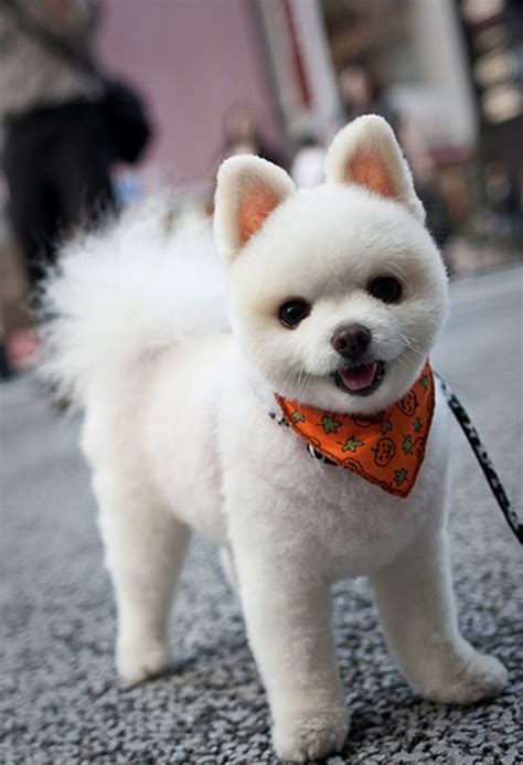 Pomeranian Dog Grooming