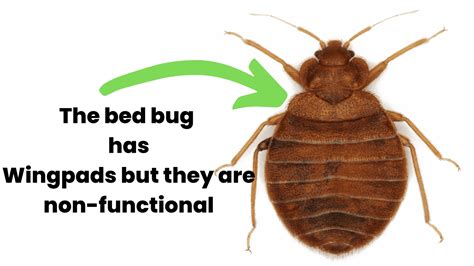 Do Bed Bugs Jump? Do Bed Bugs Fly? A Quick Tutorial!