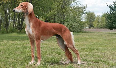 Saluki Dog Info, Temperament, Puppies, Pictures