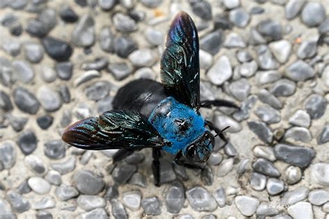 Blue Carpenter Bee - Xylocopa caerulea - Singapore Geographic