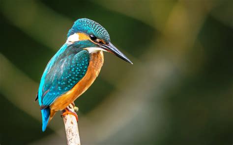 Download wallpapers Kingfisher, 4k, wildlife, small bird, Alcedinidae ...