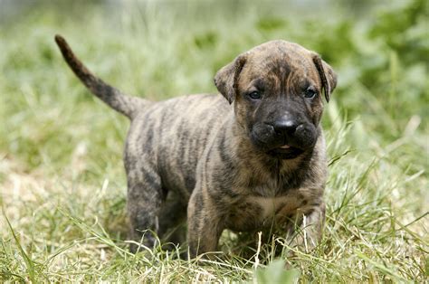 Canary Dog Puppy Photograph by Jean-Michel Labat - Fine Art America