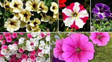 Petunia Flowers: Planting, Growing and Caring for Petunia Plants