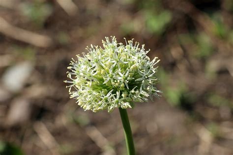 Decorative Garlic Flowering Spring - Free photo on Pixabay - Pixabay