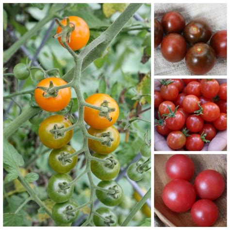 Cherry tomato round-up: The best varieties for your garden