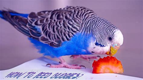 Budgies Food – Best Budgie Food List – HousePetsCare.com