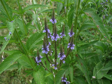 Blue Vervain - Organic Medicinal Live Plants for Sale - Crimson Sage Nursery