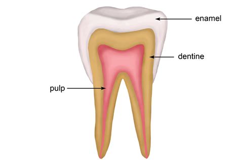 The structure of the tooth and features enamel pulp dentine