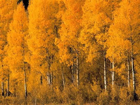 Aspen Tree Wallpaper for Home - WallpaperSafari